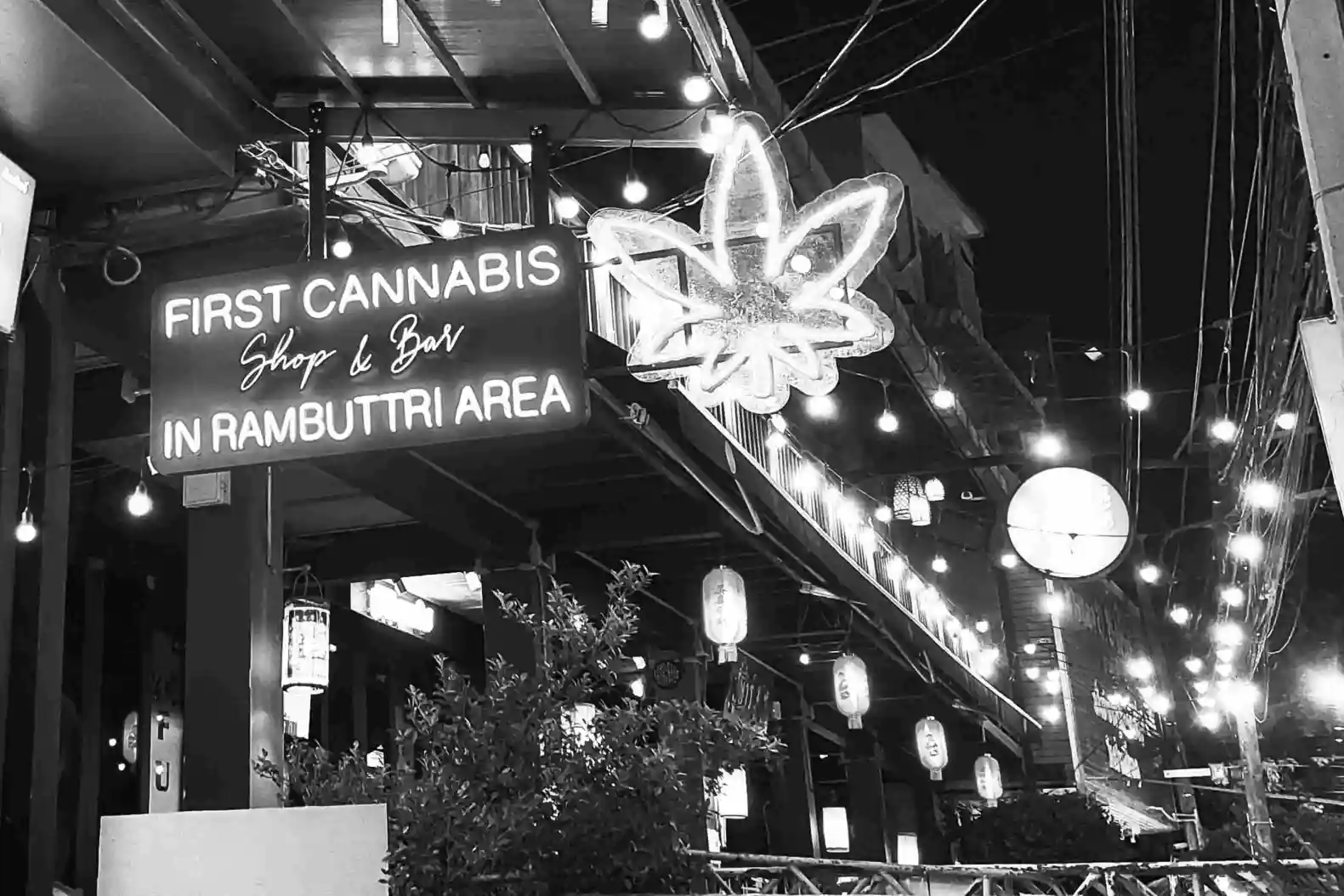 The_Intangible_Harvest_How_Branding_Not_Just_Marketing_Can_Define_Cannabis_Industry_Leaders